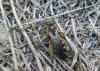 Halictus sp.